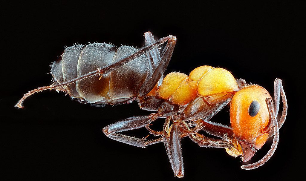 Ant Control service in Round Lake Beach, IL