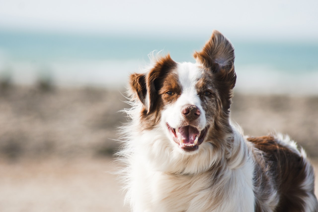 Flea & Tick Control service in Round Lake Beach, IL