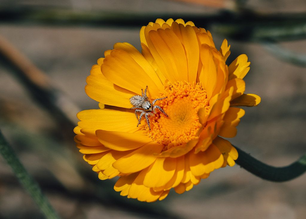 Spider Control service in Round Lake Beach, IL